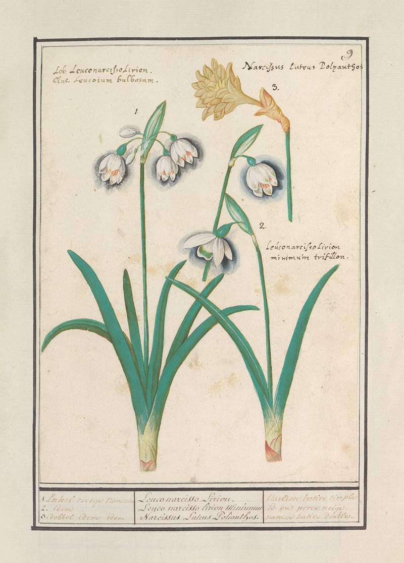 Anselmus Boëtius de Boodt - Sneeuwklokjes (Galanthus) en een narcis (Narcissus)