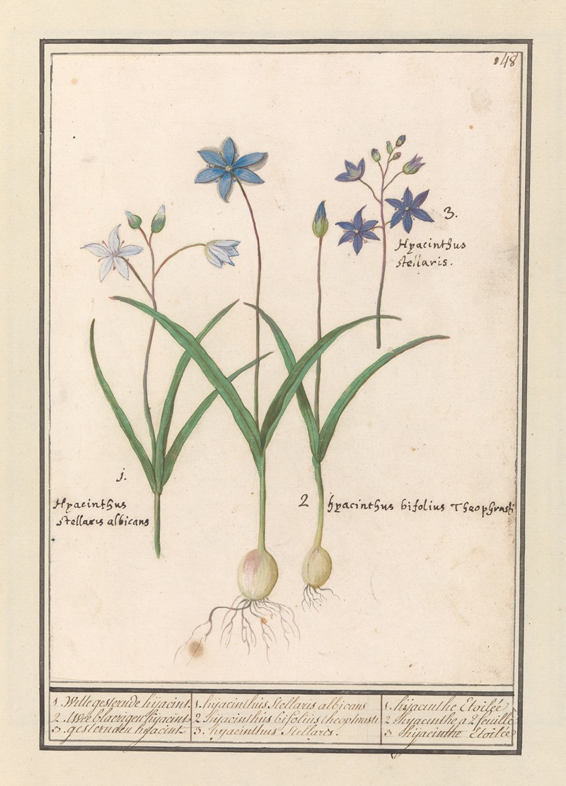 Anselmus Boëtius de Boodt - Sterhyacint (Scilla)