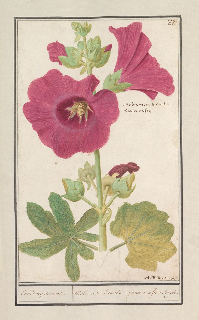 Anselmus Boëtius de Boodt - Stokroos (Alcea rosea) Enkel wynter roosen. Malva rosea hiemalis. passerose a fleur simple.