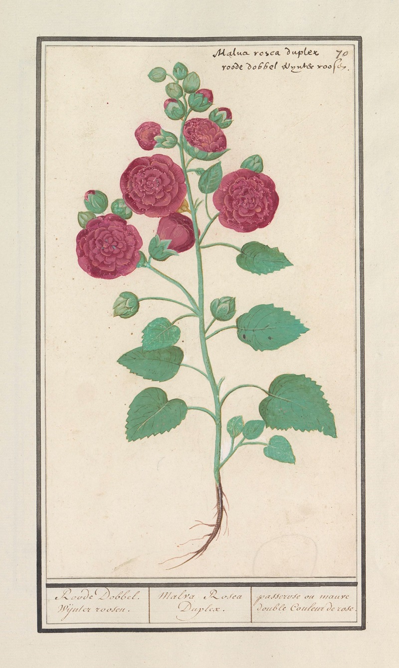 Anselmus Boëtius de Boodt - Stokroos (Alcea rosea) Roode Dobbel wijnter roosen.