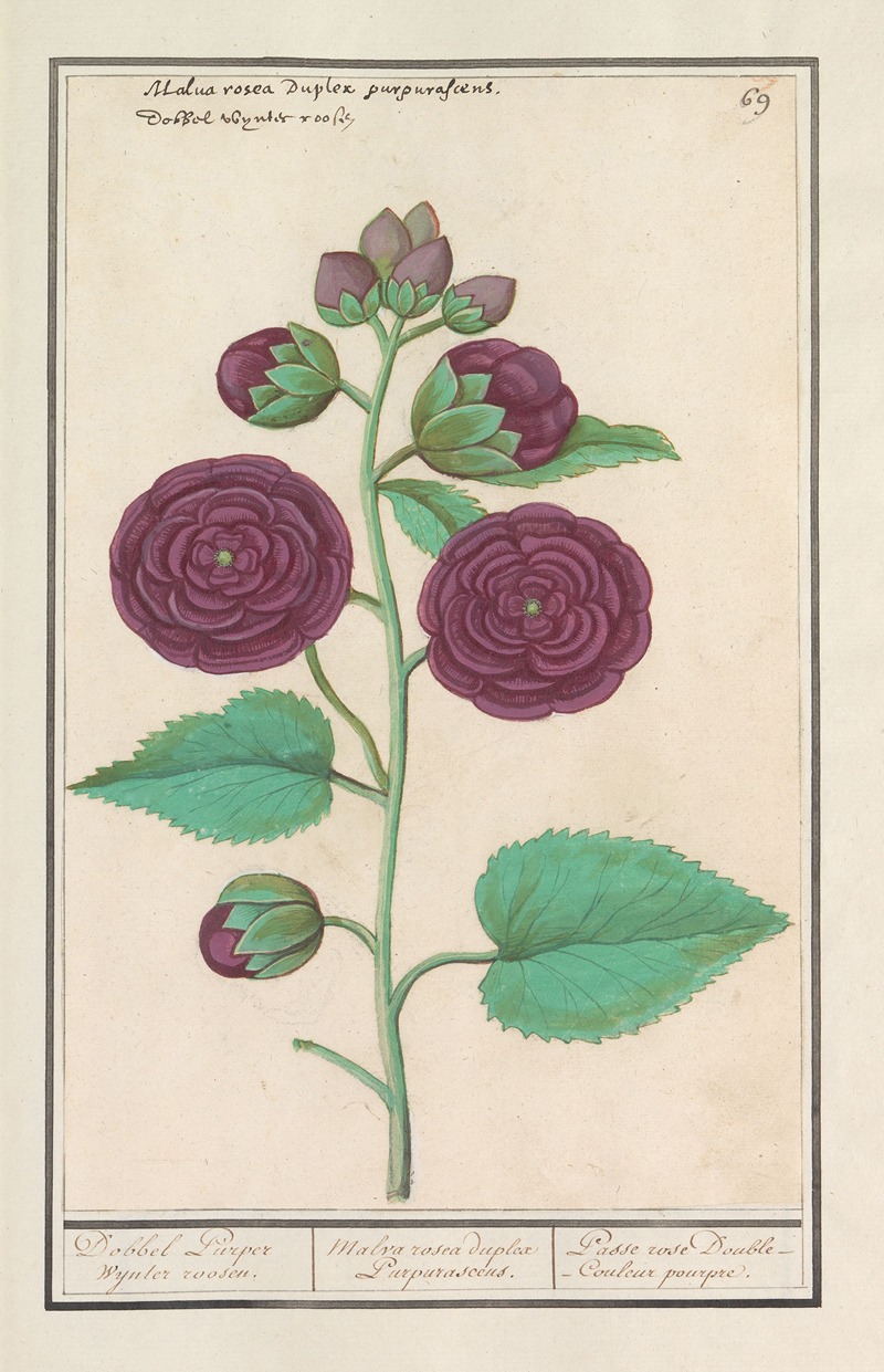 Anselmus Boëtius de Boodt - Stokroos (Alcea rosea)