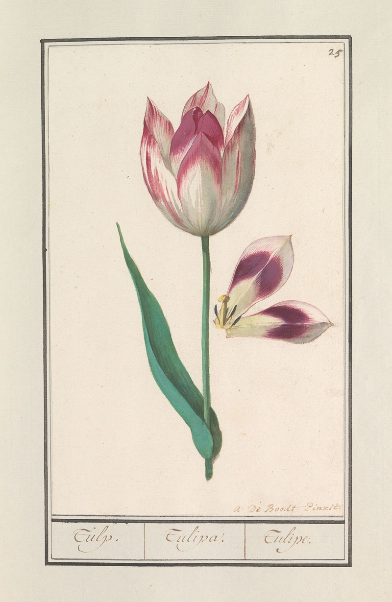 Anselmus Boëtius de Boodt - Tulp (Tulipa)