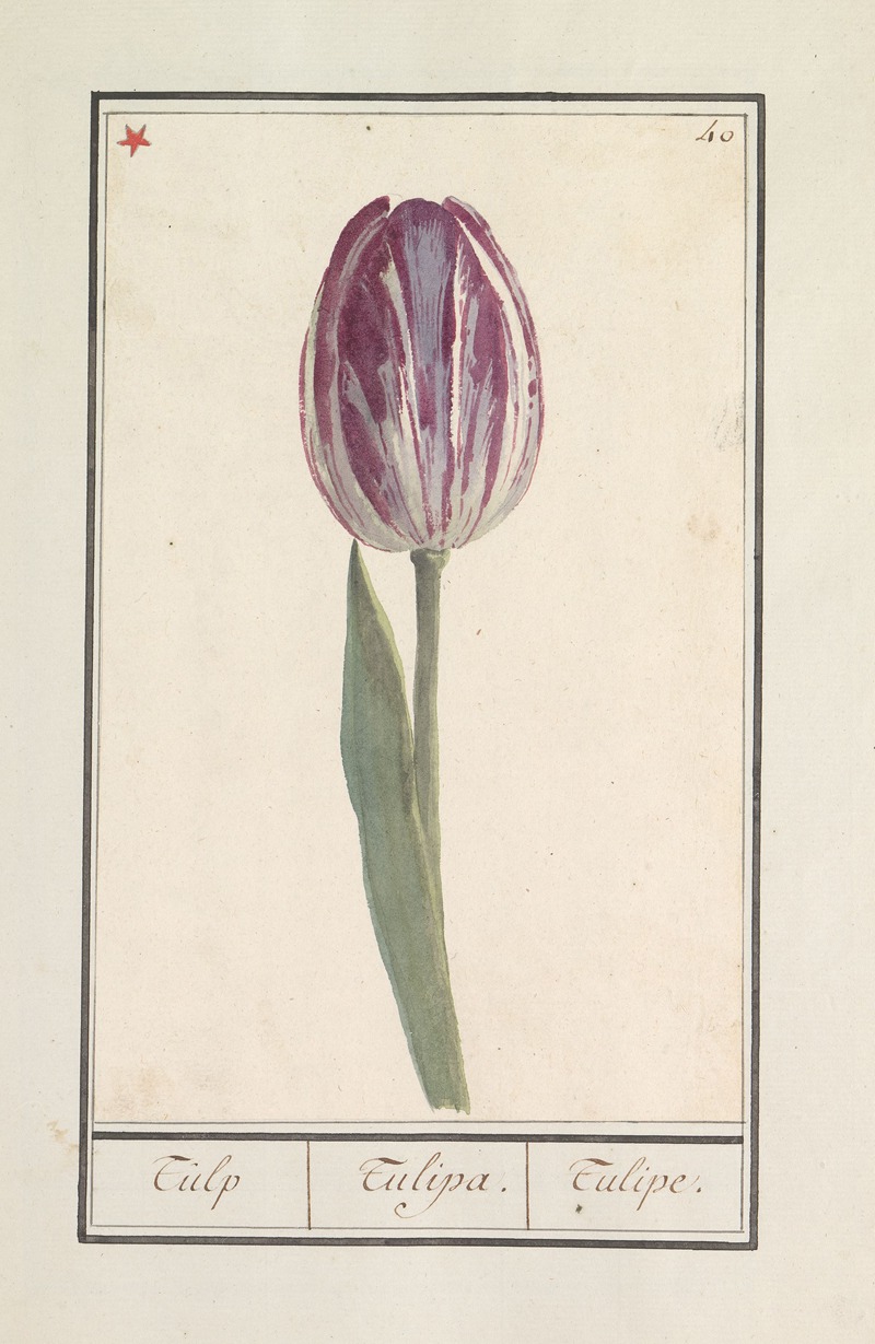 Anselmus Boëtius de Boodt - Tulp (Tulipa)