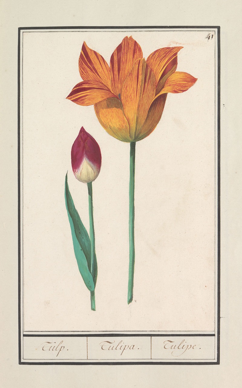 Anselmus Boëtius de Boodt - Tulp (Tulipa)