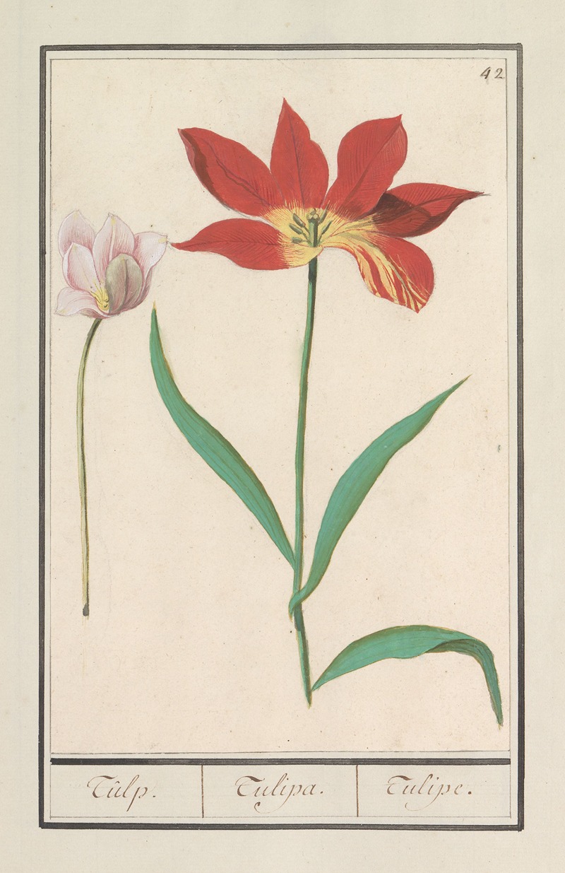 Anselmus Boëtius de Boodt - Tulp (Tulipa)