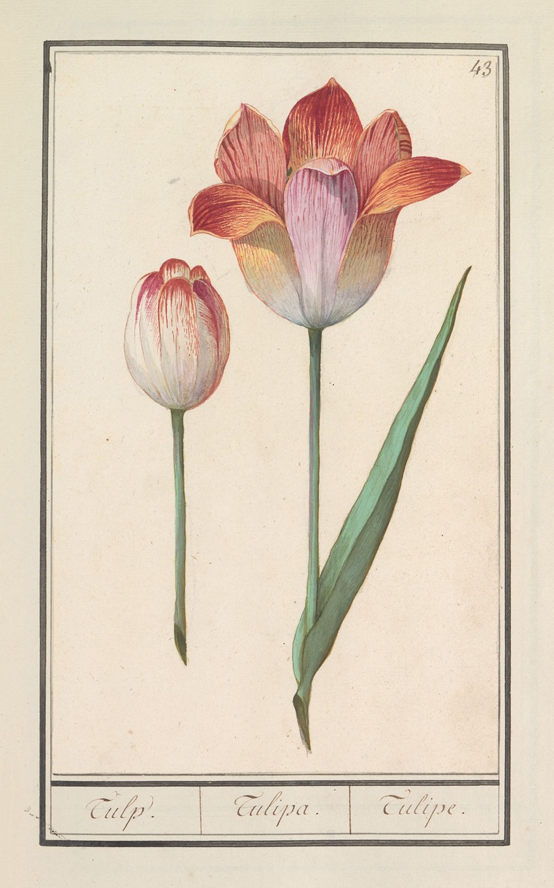 Anselmus Boëtius de Boodt - Tulp (Tulipa)