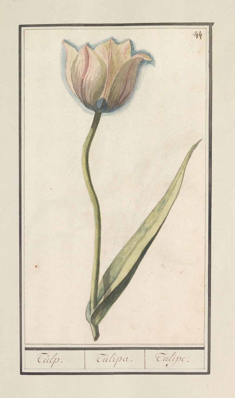 Anselmus Boëtius de Boodt - Tulp (Tulipa)