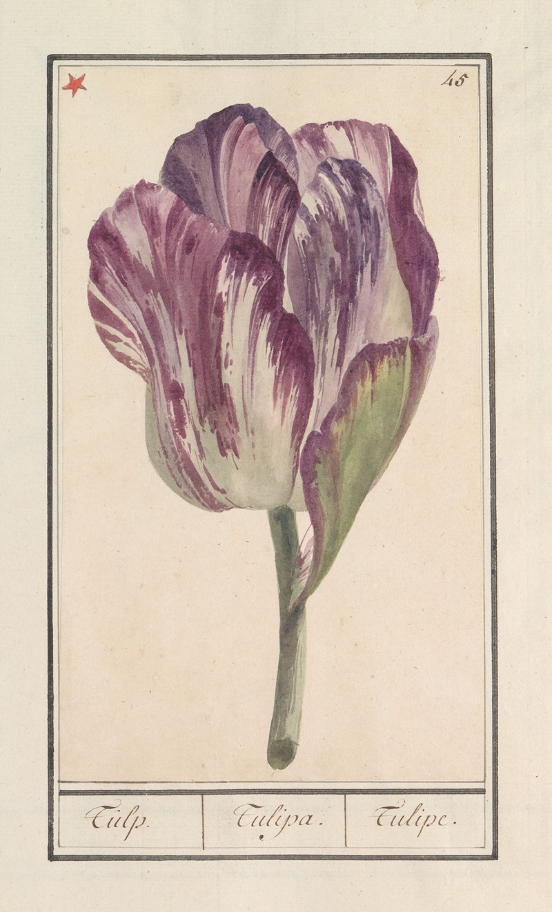 Anselmus Boëtius de Boodt - Tulp (Tulipa)