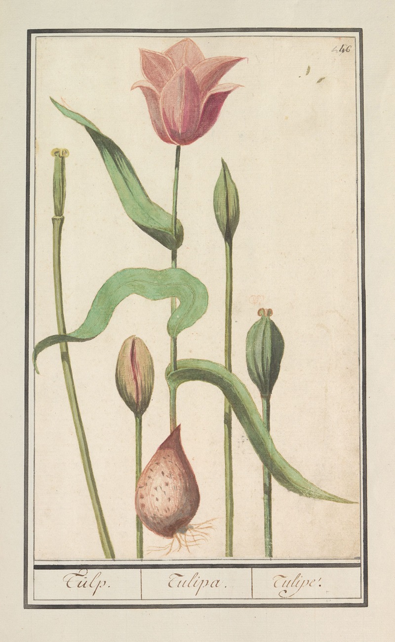 Anselmus Boëtius de Boodt - Tulp (Tulipa)