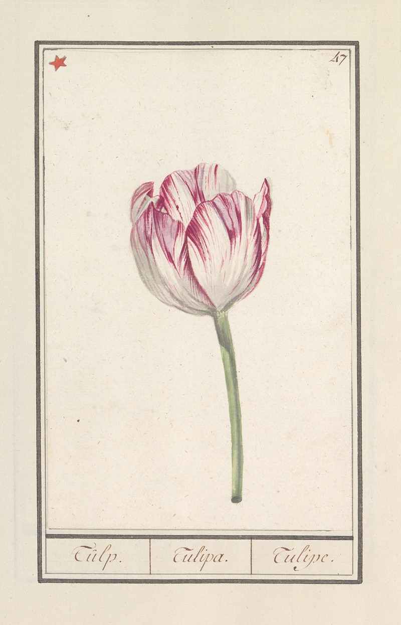 Anselmus Boëtius de Boodt - Tulp (Tulipa)