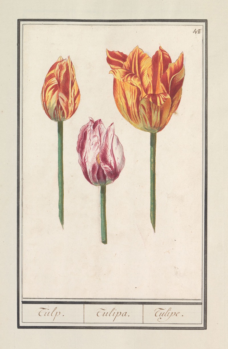 Anselmus Boëtius de Boodt - Tulp (Tulipa)