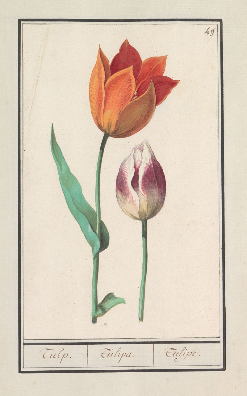 Anselmus Boëtius de Boodt - Tulp (Tulipa)