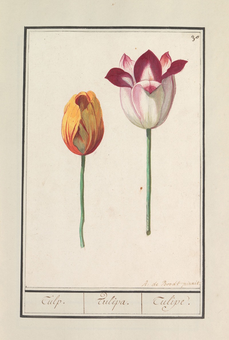 Anselmus Boëtius de Boodt - Tulp (Tulipa)