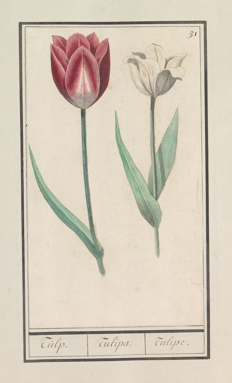 Anselmus Boëtius de Boodt - Tulp (Tulipa)