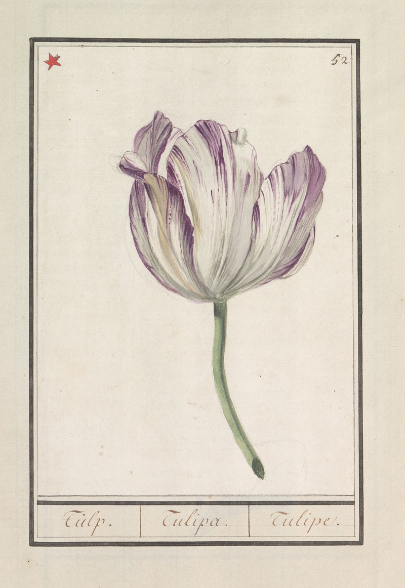 Anselmus Boëtius de Boodt - Tulp (Tulipa)