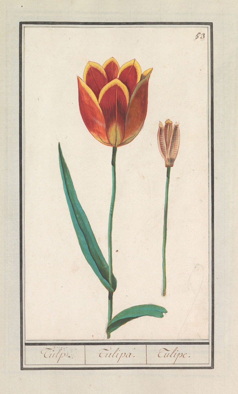 Anselmus Boëtius de Boodt - Tulp (Tulipa)