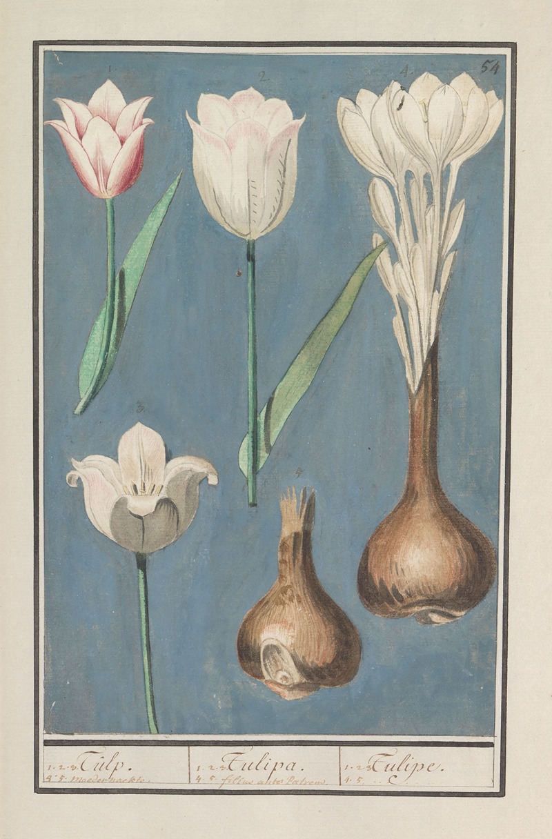 Anselmus Boëtius de Boodt - Tulp (Tulipa)