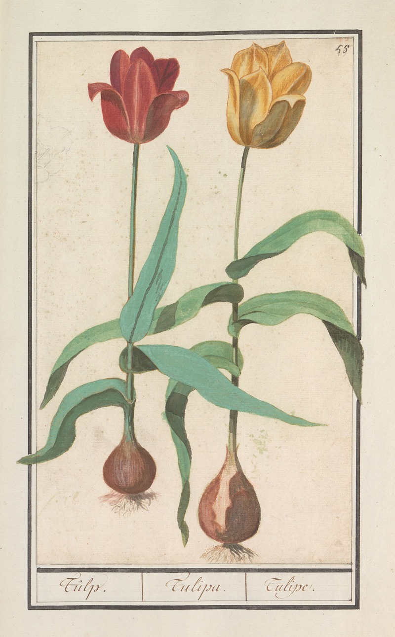 Anselmus Boëtius de Boodt - Tulp (Tulipa)