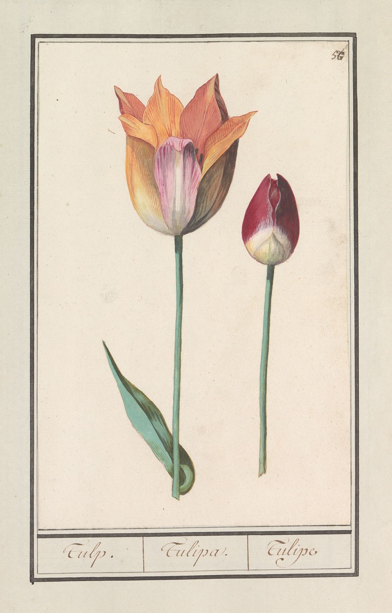 Anselmus Boëtius de Boodt - Tulp (Tulipa)