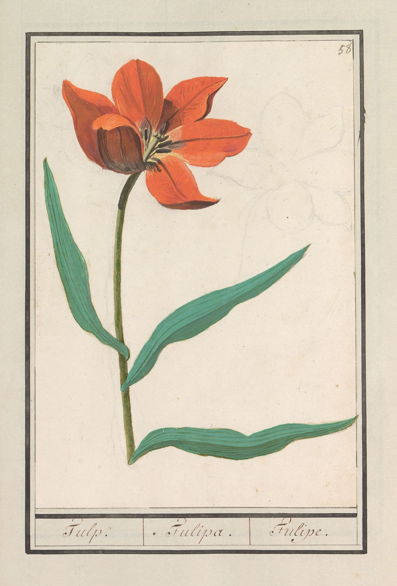 Anselmus Boëtius de Boodt - Tulp (Tulipa)