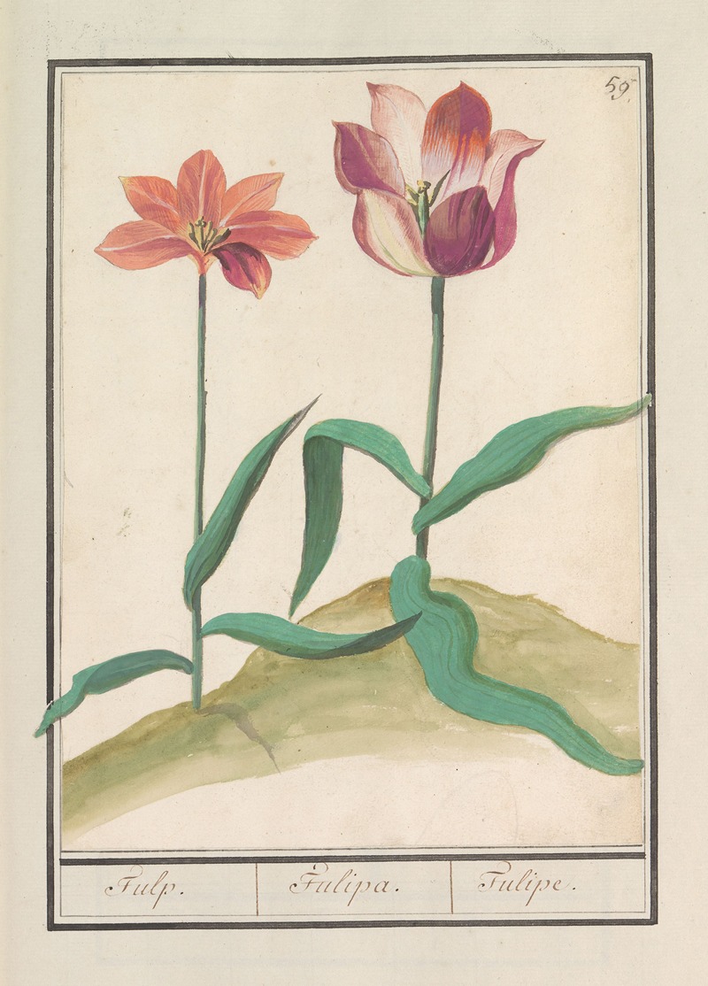 Anselmus Boëtius de Boodt - Tulp (Tulipa)