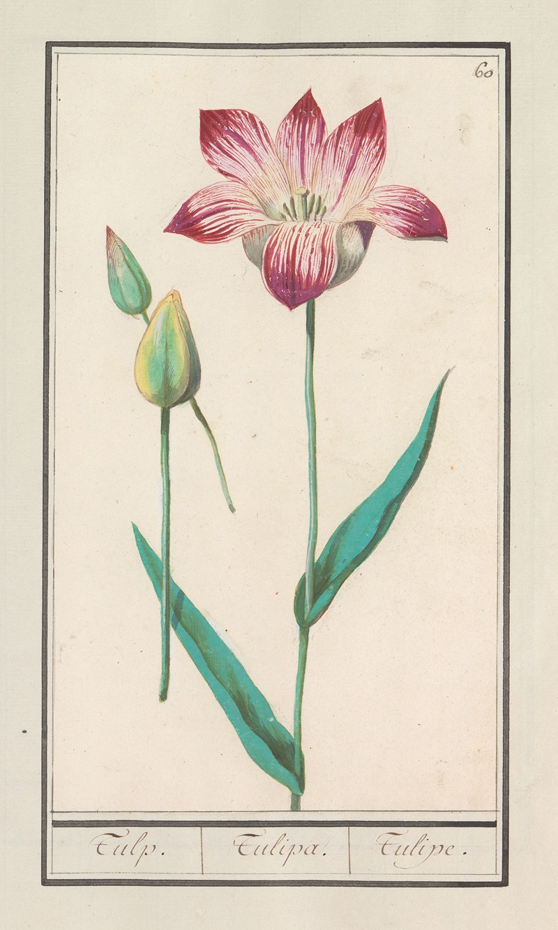 Anselmus Boëtius de Boodt - Tulp (Tulipa)