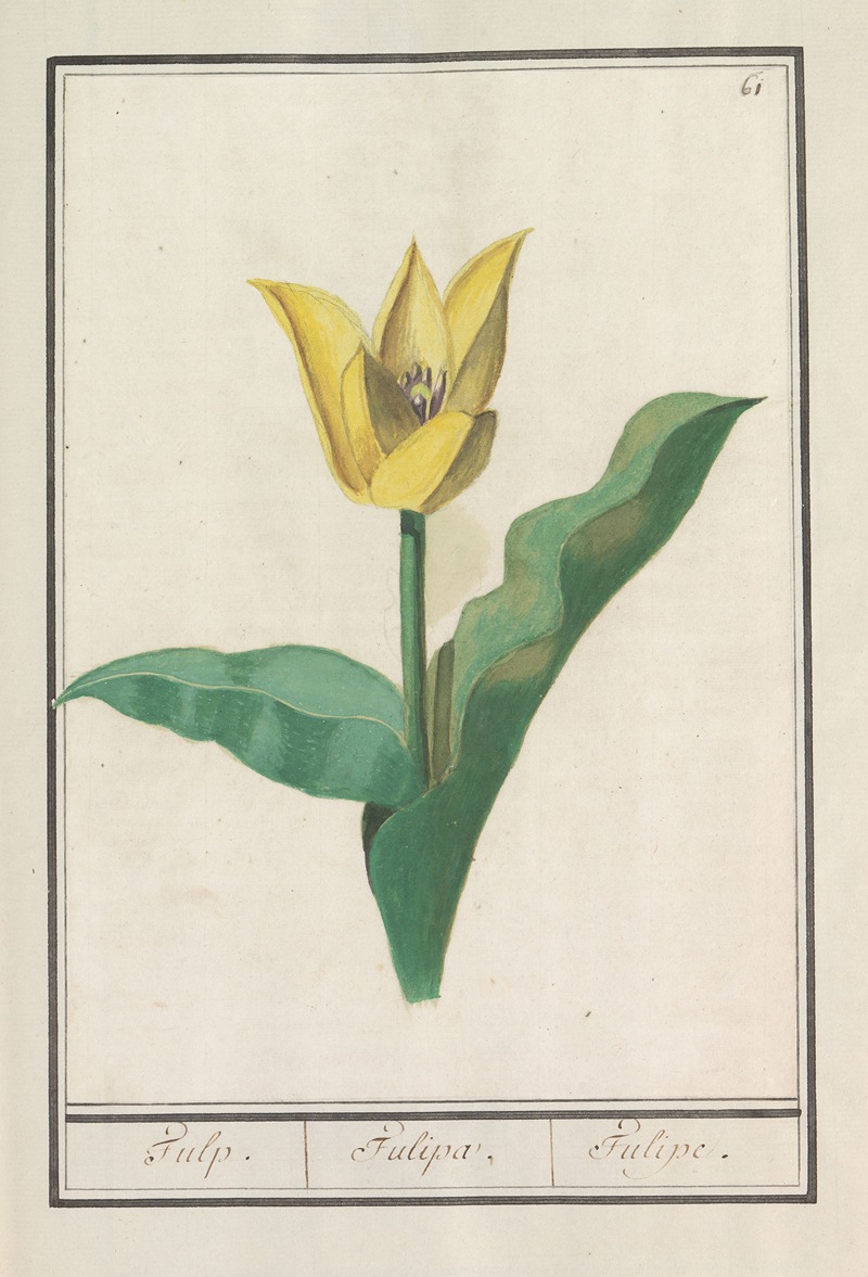 Anselmus Boëtius de Boodt - Tulp (Tulipa)