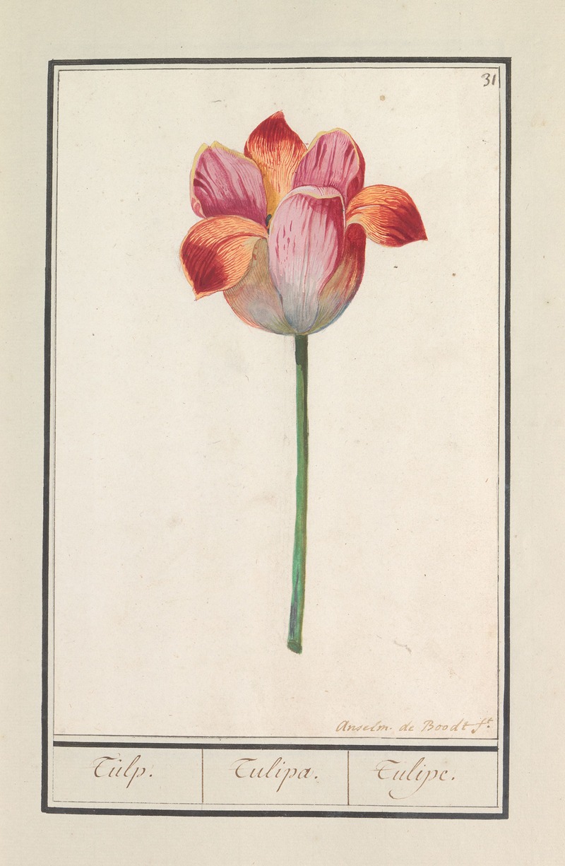 Anselmus Boëtius de Boodt - Tulp (Tulipa)