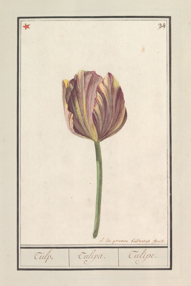 Anselmus Boëtius de Boodt - Tulp (Tulipa)