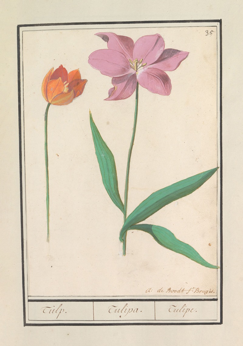 Anselmus Boëtius de Boodt - Tulp (Tulipa)