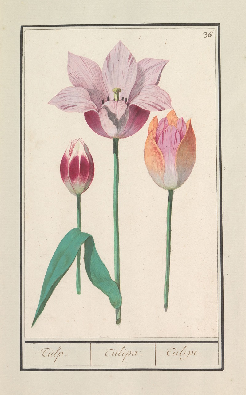 Anselmus Boëtius de Boodt - Tulp (Tulipa)