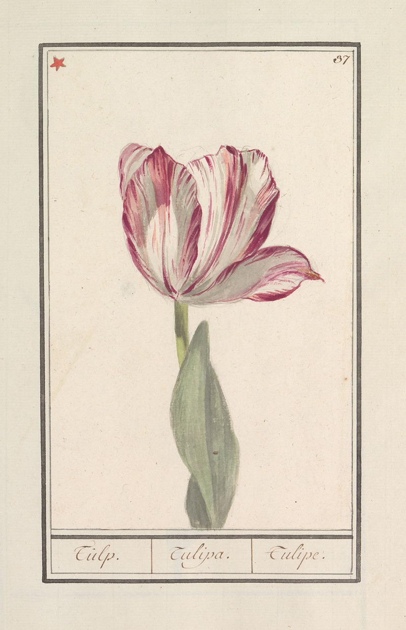 Anselmus Boëtius de Boodt - Tulp (Tulipa)