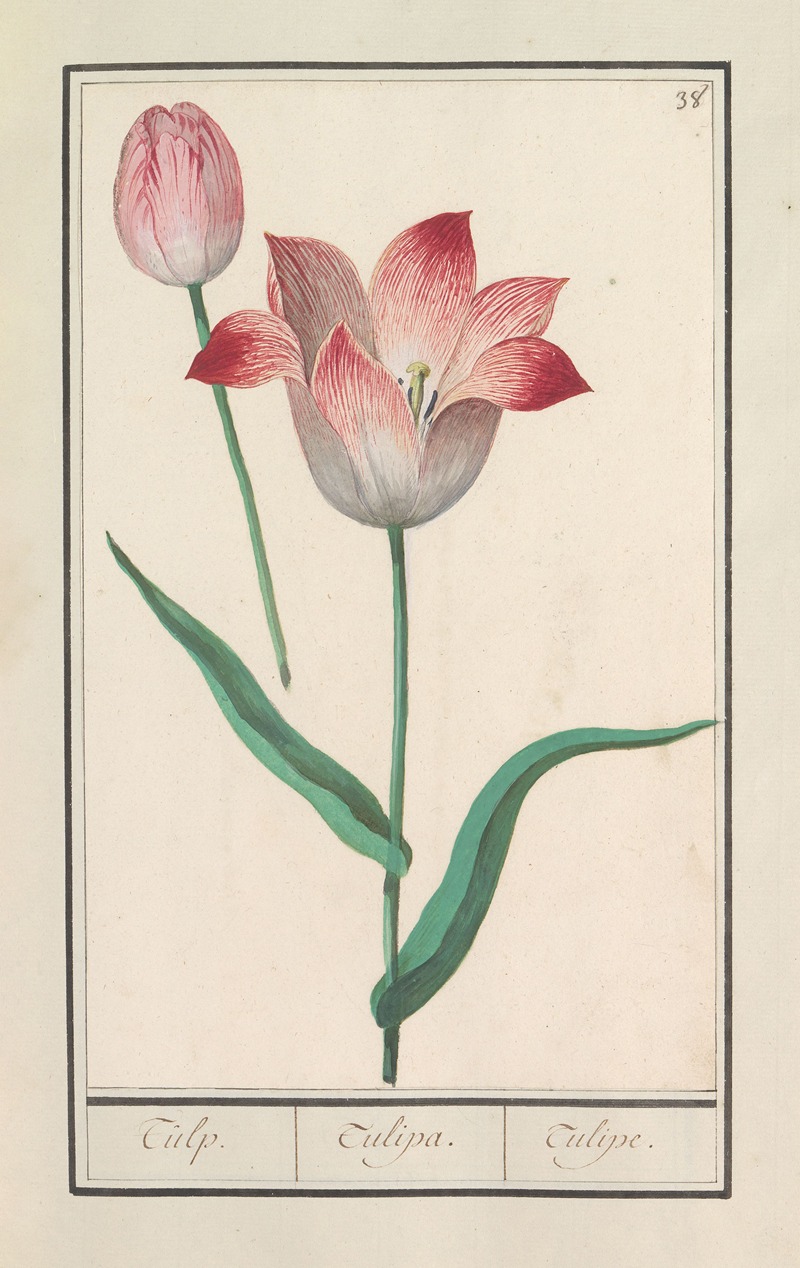 Anselmus Boëtius de Boodt - Tulp (Tulipa)