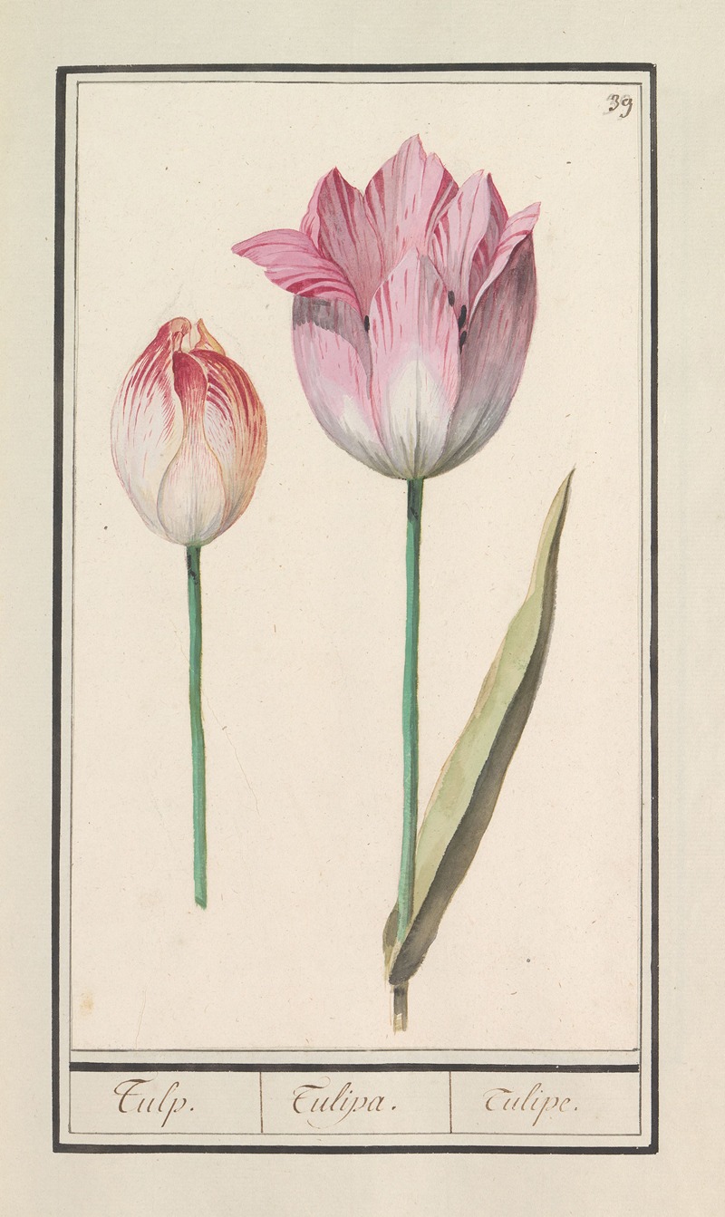 Anselmus Boëtius de Boodt - Tulp (Tulipa)