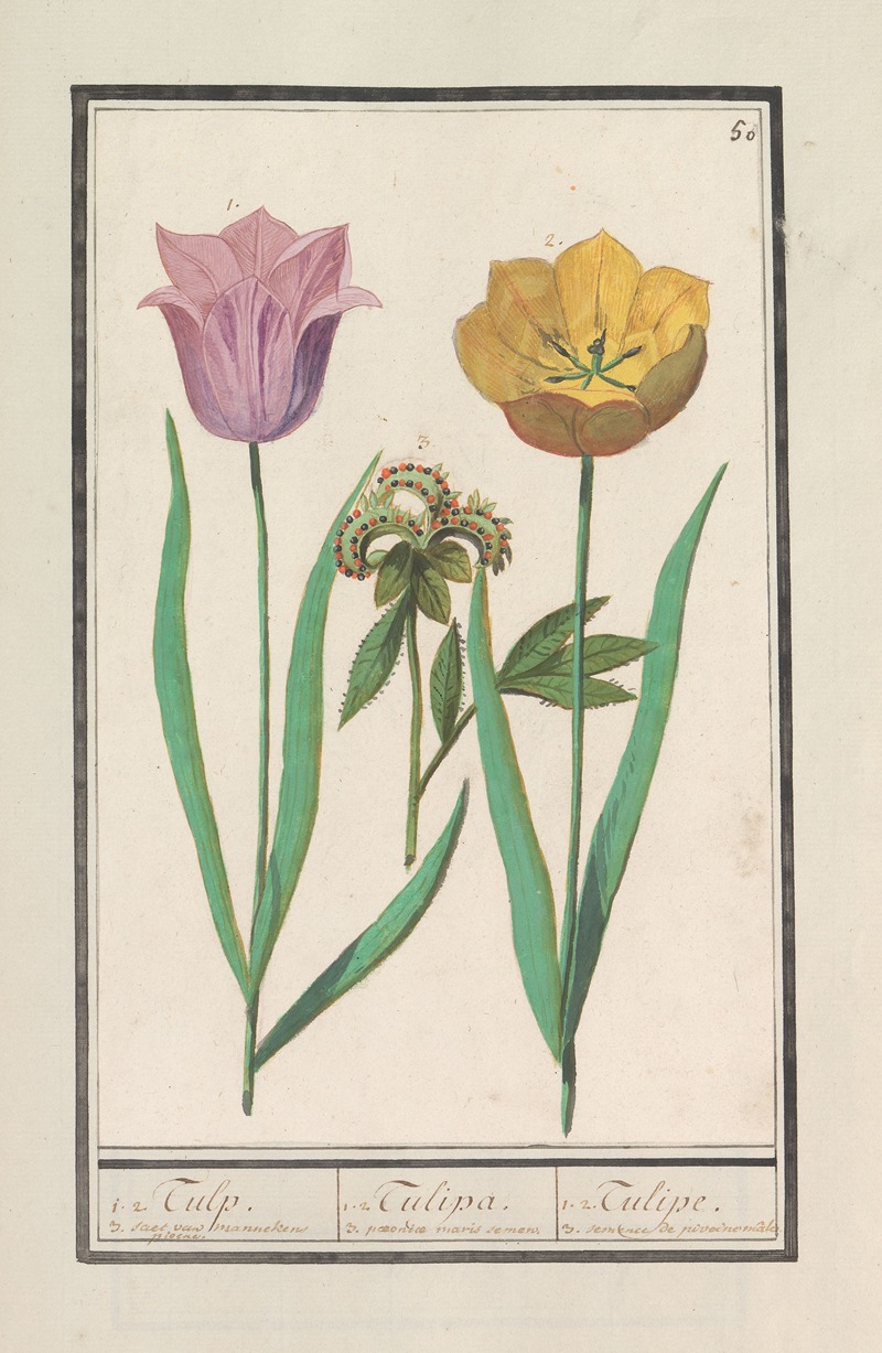 Anselmus Boëtius de Boodt - Tulp (Tulipa) en pioenroos (Paeonia)