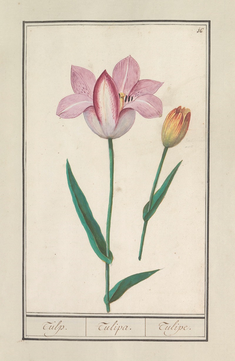 Anselmus Boëtius de Boodt - Tulp (Tulipa)