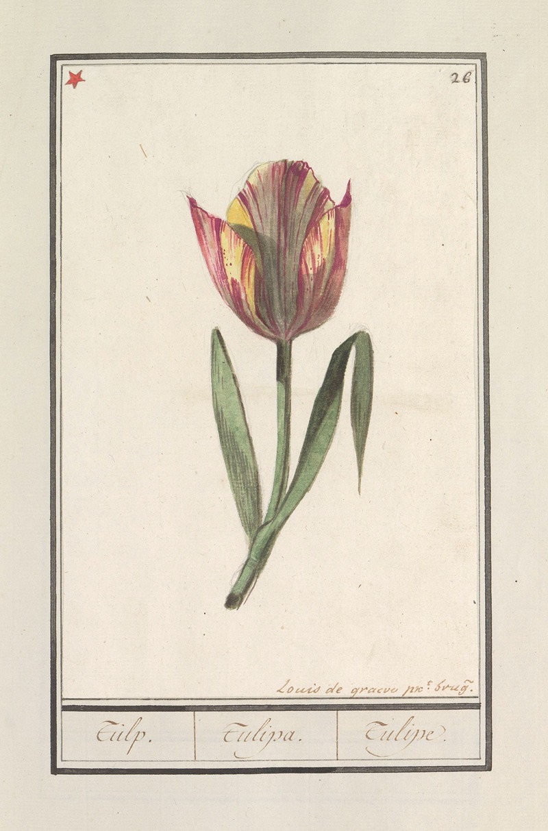 Anselmus Boëtius de Boodt - Tulp (Tulipa)