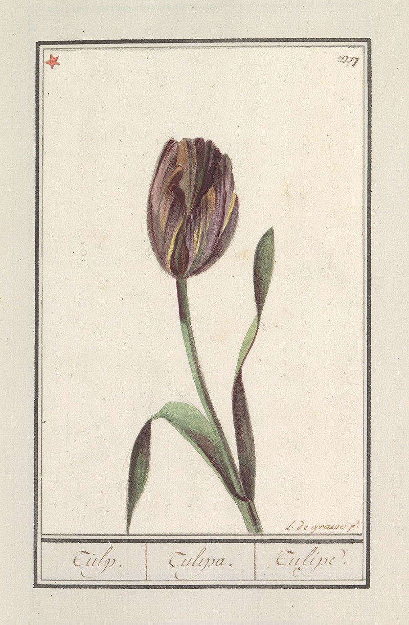 Anselmus Boëtius de Boodt - Tulp (Tulipa)