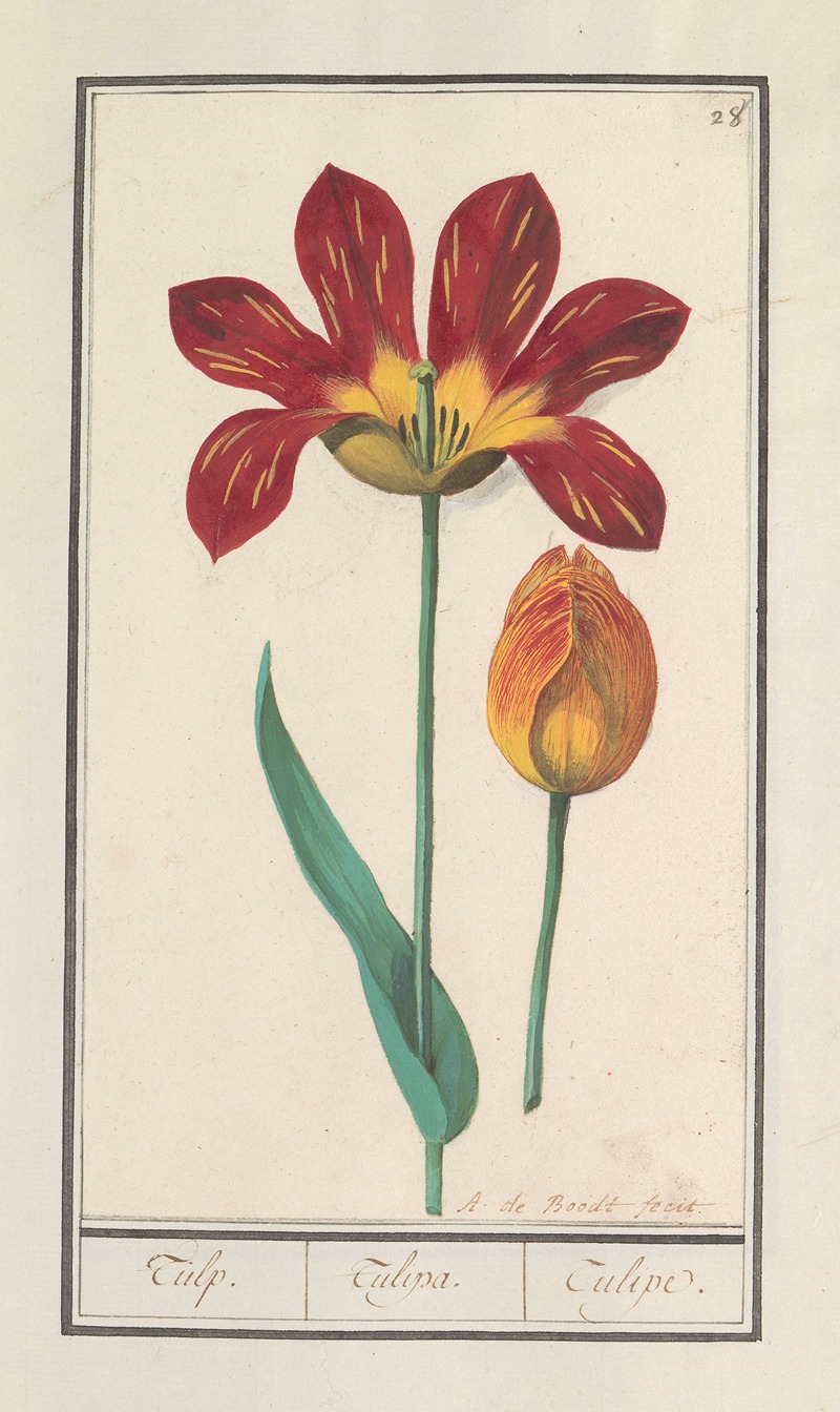 Anselmus Boëtius de Boodt - Tulp (Tulipa)