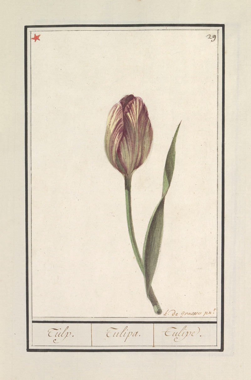 Anselmus Boëtius de Boodt - Tulp (Tulipa)