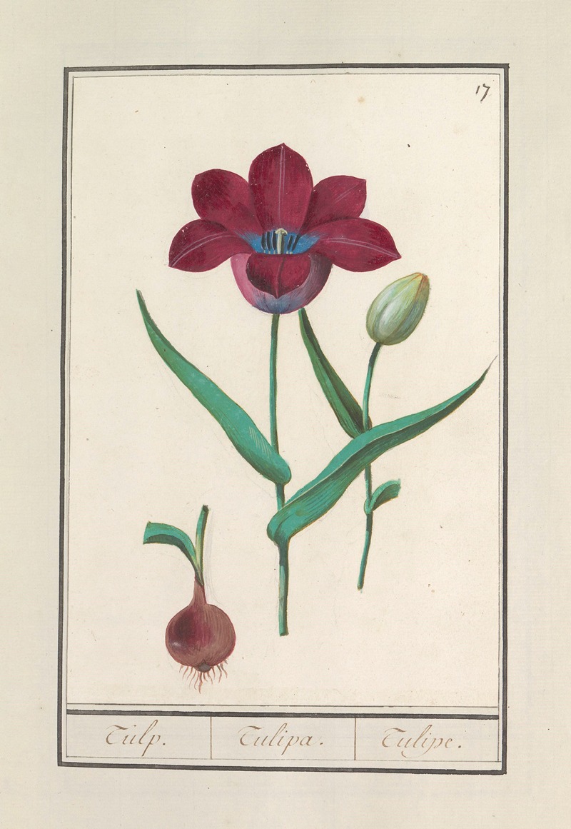 Anselmus Boëtius de Boodt - Tulp (Tulipa)