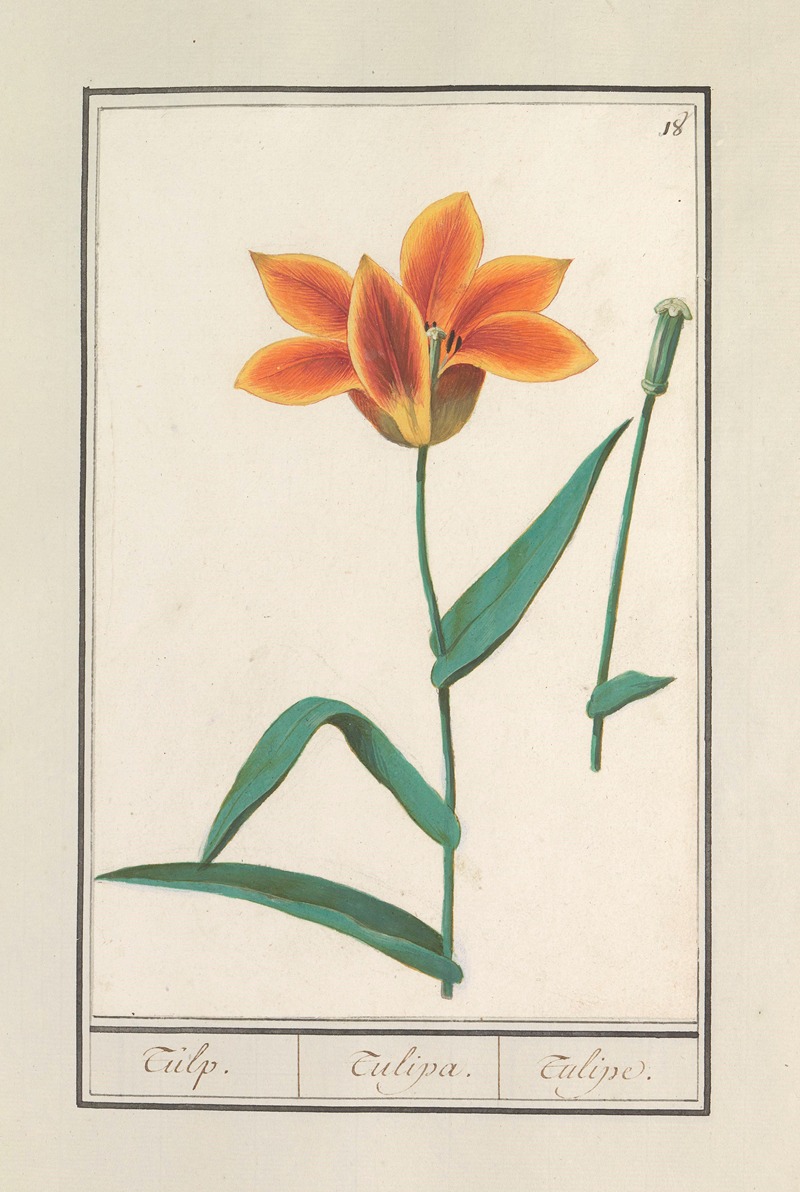 Anselmus Boëtius de Boodt - Tulp (Tulipa)