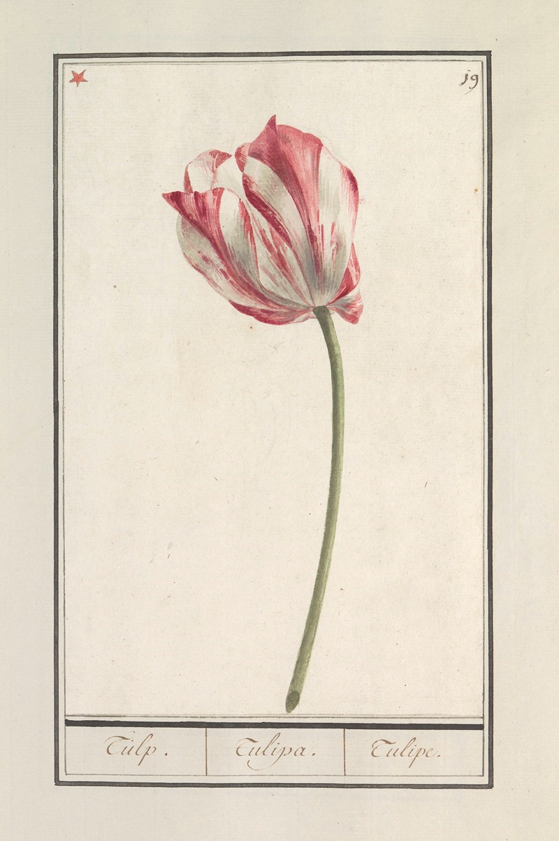 Anselmus Boëtius de Boodt - Tulp (Tulipa)