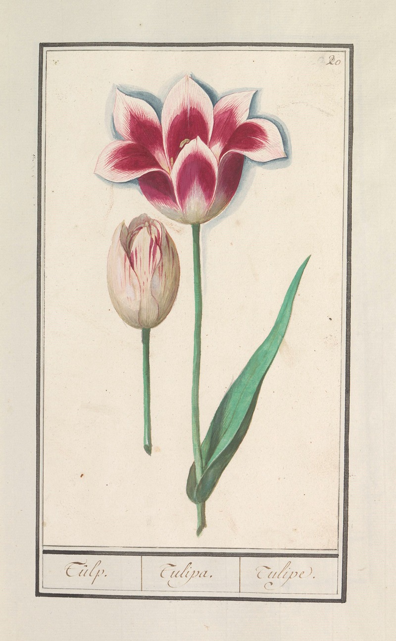 Anselmus Boëtius de Boodt - Tulp (Tulipa)