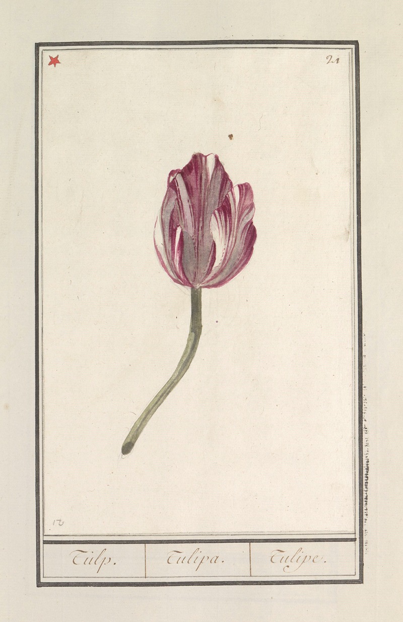 Anselmus Boëtius de Boodt - Tulp (Tulipa)