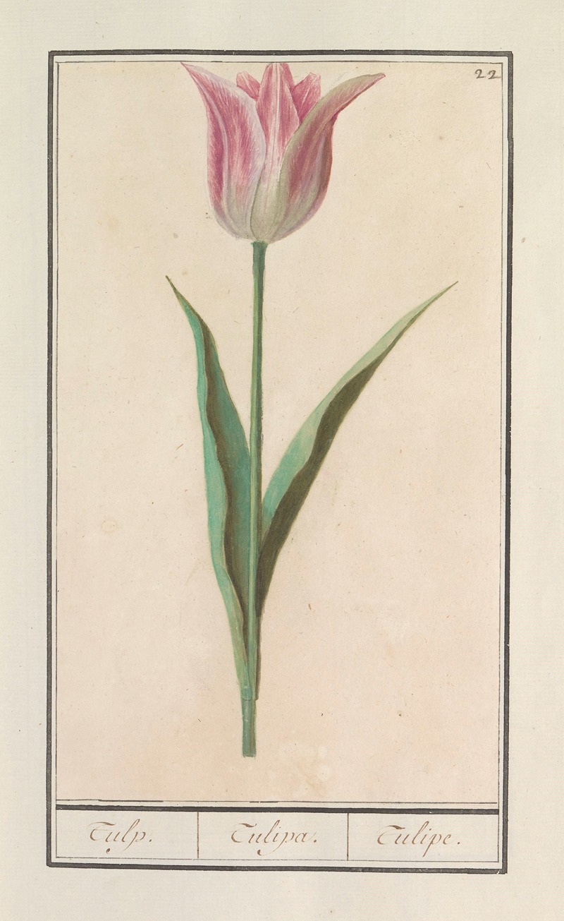 Anselmus Boëtius de Boodt - Tulp (Tulipa)