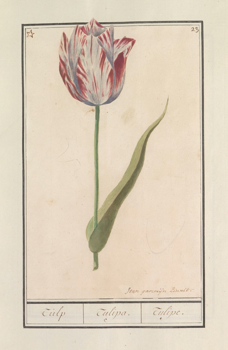 Anselmus Boëtius de Boodt - Tulp (Tulipa)