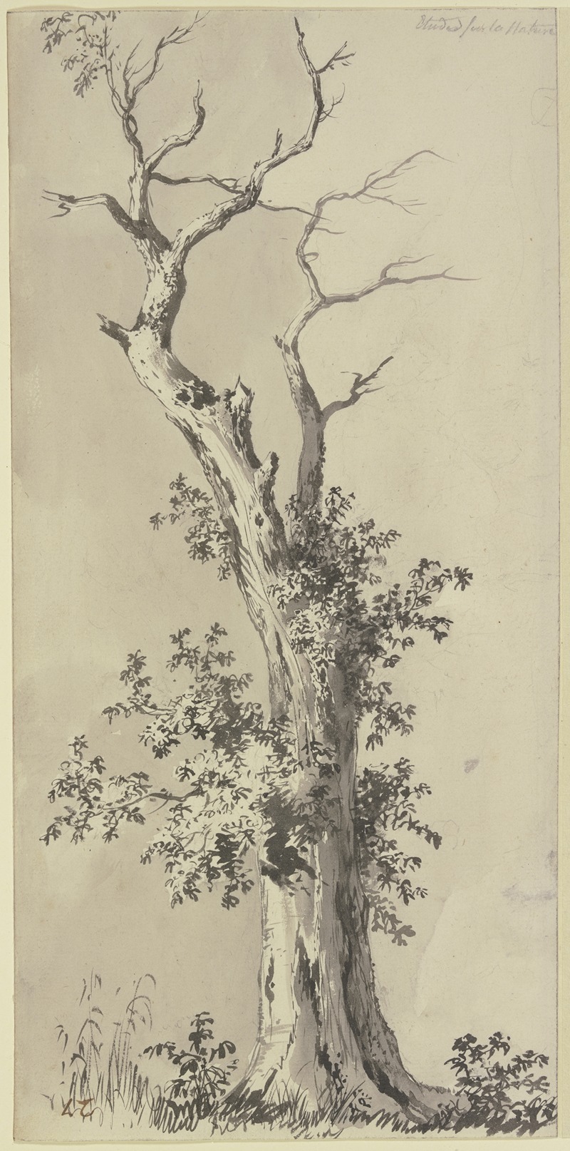 Jean-Jacques de Boissieu - Tree with leafless treetop