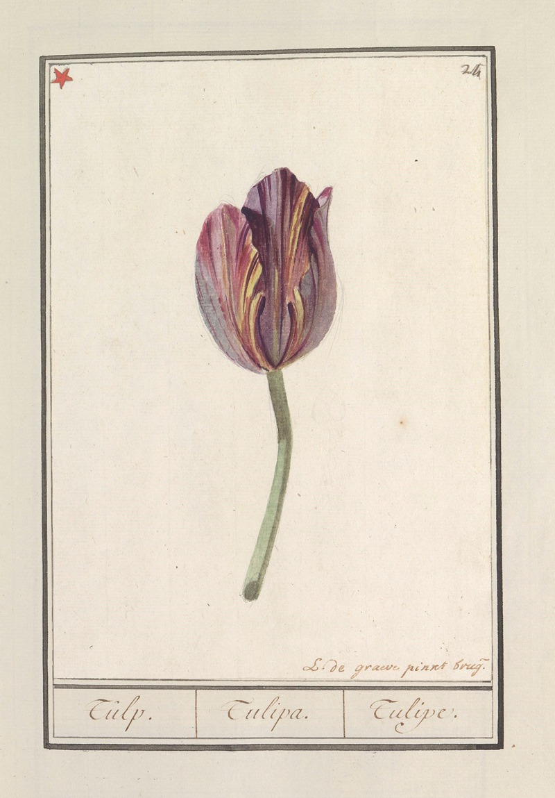 Anselmus Boëtius de Boodt - Tulp (Tulipa)