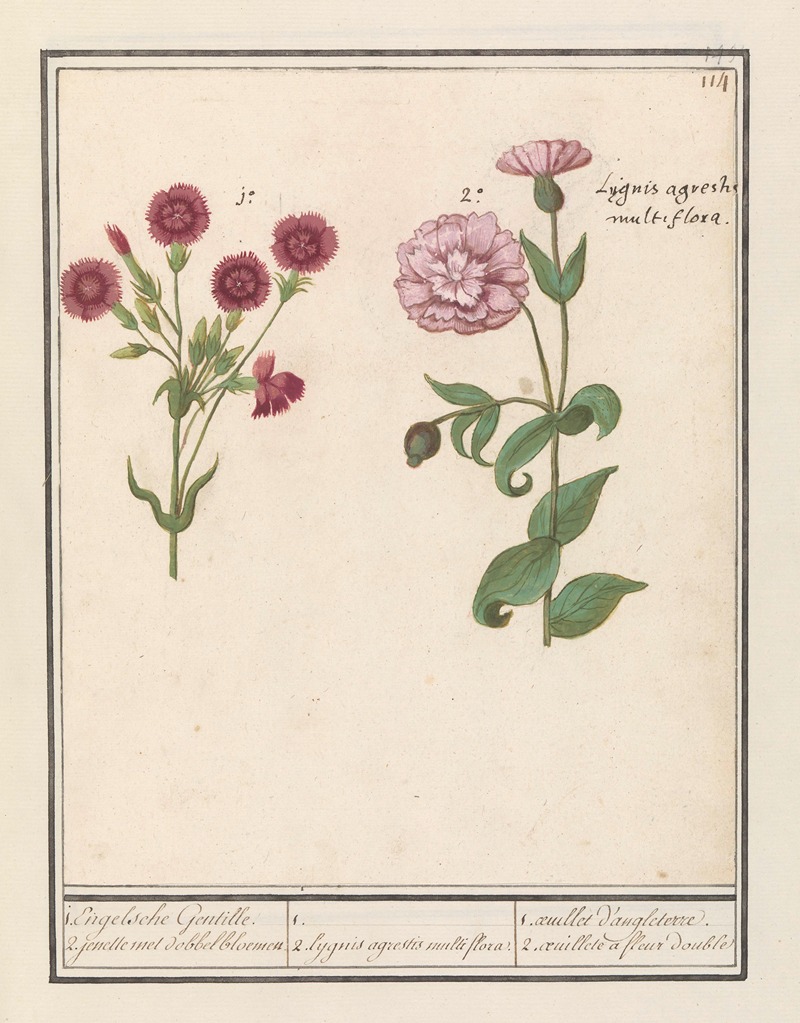 Anselmus Boëtius de Boodt - Twee anjers (Dianthus) 1. Engelsche Gentille. 2. jenelle met dobbelbloemen